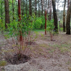 IMG_20250514_151355_207