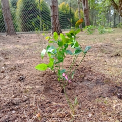 IMG_20250514_151429_357