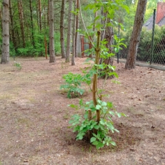 IMG_20250514_151445_007