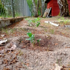 IMG_20250514_151501_486