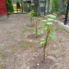 IMG_20250514_151542_502