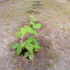 IMG_20250514_151604_509