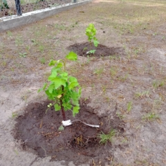 IMG_20250514_151611_214