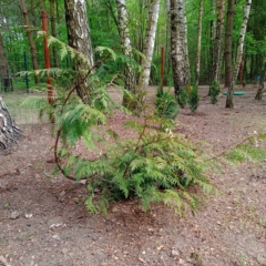 IMG_20250514_151704_423