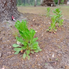 IMG_20250514_151752_903