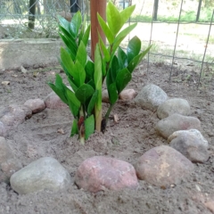 IMG_20250703_111153_325